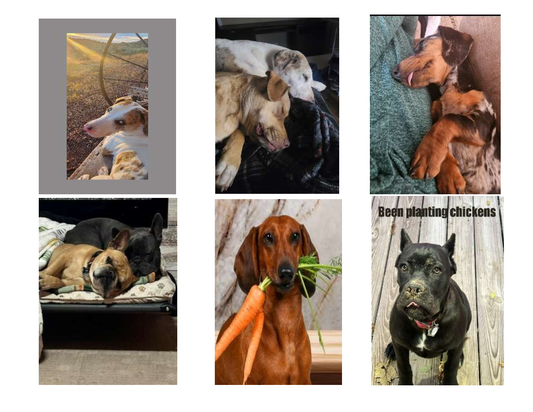 Fur the Love of God 2025-2026 SEASONS Calendar